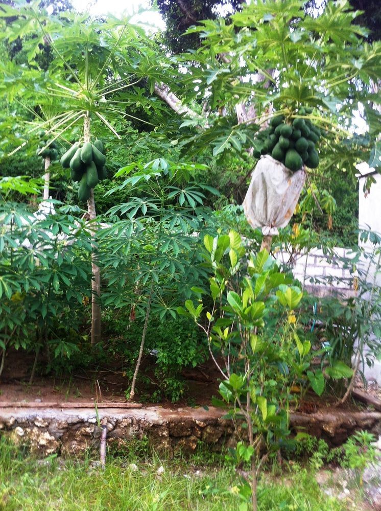فيلا جرين هاوس Ped المظهر الخارجي الصورة